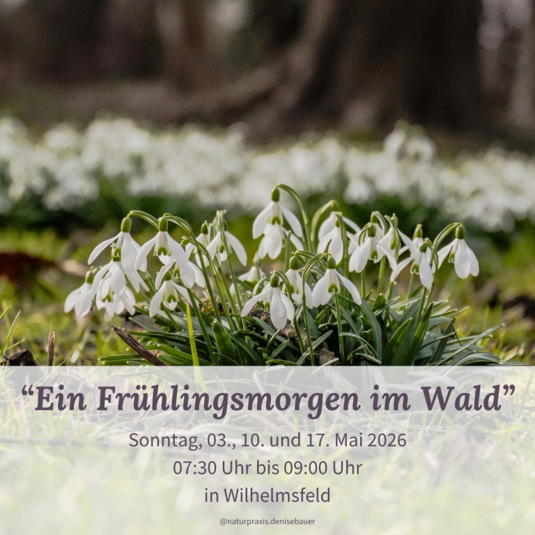 Schneeglöckchen blühen im Wald, umgeben von grünem Gras und unscharfem Hintergrund.
